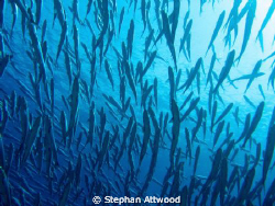 Spot the bonefish :) - Looking up to the surface at the t... by Stephan Attwood 